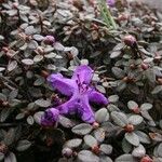 Rhododendron nivale Flower