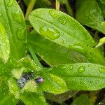 Myosotis sylvatica Blatt