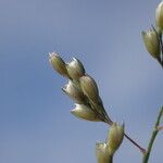 Sporobolus coromandelianus Fruit