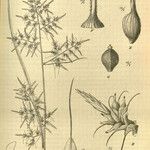 Carex indica Inny