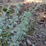 Artemisia frigida 葉