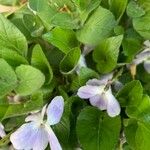 Viola collina Blüte