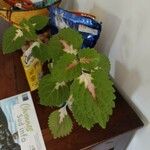 Plectranthus madagascariensis Folha