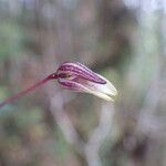 Bulbophyllum rivulare
