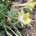 Aquilegia pubescens 花