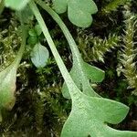 Papaver dubium Kaarna