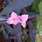 Tradescantia pallida Květ