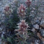 Castilleja nana Blomma