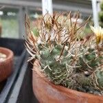 Turbinicarpus schmiedickeanus Lehti