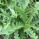 Sonchus radicatus Blad