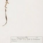 Callitriche platycarpa ശീലം