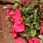 Impatiens hawkeri Кветка