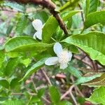 Psidium friedrichsthalianum Blüte