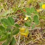 Lotus parviflorus 花