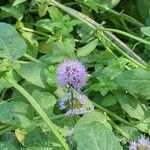 Mentha aquaticaFlower