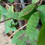 Oplismenus compositus Leaf