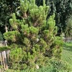 Pinus heldreichii Хабит