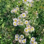 Erigeron annuus Kukka