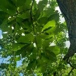 Castanea mollissima Leaf