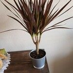 Dracaena reflexaDeilen