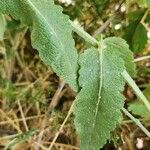 Salvia virgata পাতা