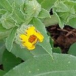 Erysimum perofskianum Flower