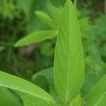 Desmodium canadense Blatt