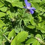 Geranium pratense Leaf