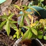 Hibiscus coccineus Leht