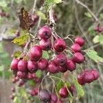 Crataegus laciniata Плід