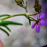 Spergula purpurea Квітка