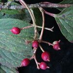 Viburnum erubescens