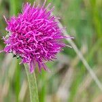 Cirsium dissectumFiore