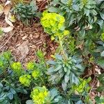 Euphorbia amygdaloides Кветка