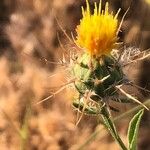 Centaurea melitensis Flor