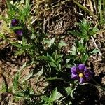 Solanum umbelliferum ᱛᱟᱦᱮᱸ