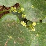Hydrocotyle bonariensis 花