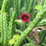 Huernia schneideriana Lorea