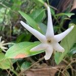 Atractocarpus chartaceus 花