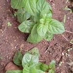 Ocimum basilicum Feuille