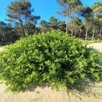 Sambucus nigra عادت داشتن