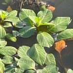Ludwigia peploides Likasa