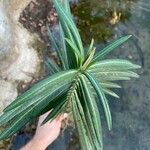 Euphorbia lathyris Leaf