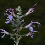 Rosmarinus eriocalyx Fleur