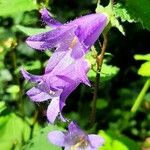 Campanula tracheliumЦветок