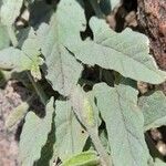 Convolvulus hermanniae Leaf