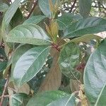 Viburnum odoratissimum Leaf