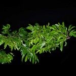 Pterocarpus soyauxii Alkat (teljes növény)