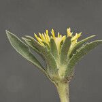 Pyrrocoma carthamoides Květ