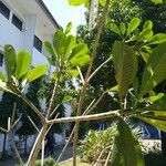 Plumeria obtusa Blatt